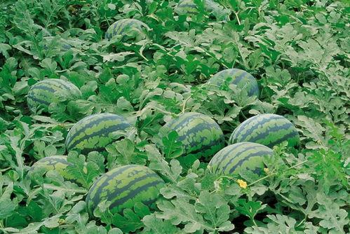 718娱乐吃瓜入口,一场吃瓜盛宴背后的真相与内幕  第1张